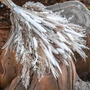 Fleurs naturelles séchées pour décoration intérieure