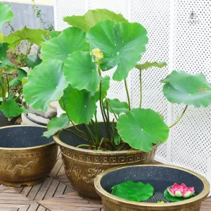 Pot de fleur large pour jardin ou intérieur