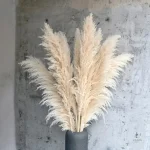 Herbe de la pampa, plante ornementale au feuillage élégant