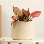 Grand pot beige pour plantes d'intérieur et extérieur