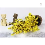 Gypsophile intemporelle pour votre intérieur