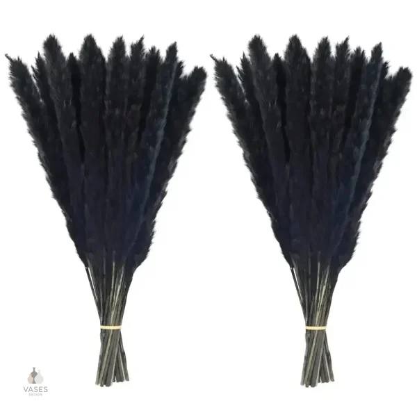 Plantes de pampa noires, ajout raffiné à l'aménagement extérieur
