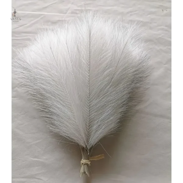 Variété d'herbe de pampa à prix attractif