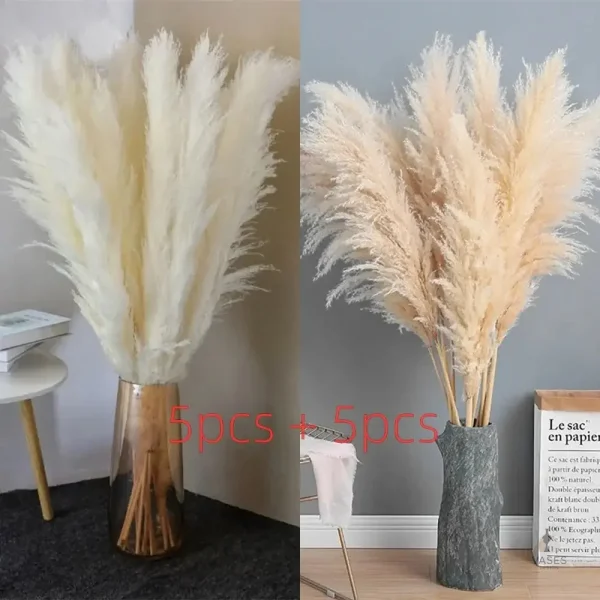 Plume de pampa, accent parfait pour votre espace