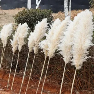 Plume de pampa élégante en tons neutres