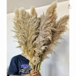 Plume de pampa pour arrangements floraux