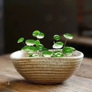 Vase décoratif pour pots de fleurs d'intérieur