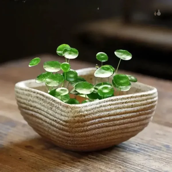 Accessoire de décoration pour plantes en pot