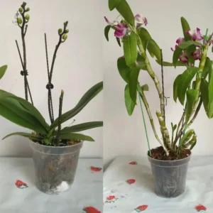 Pot de fleurs en plastique léger et durable