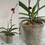 Vase en plastique pour plantes d'intérieur
