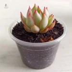 Pot transparent pour mise en valeur des plantes