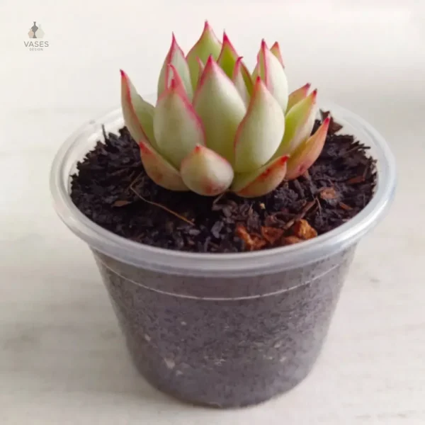 Pot transparent pour mise en valeur des plantes