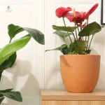 Pot de fleur en plastique de forme arrondie