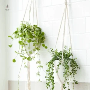 Pot suspendu pour fleurs en cuisine