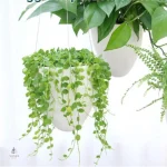 Pot de fleur suspendu décoratif pour la cuisine