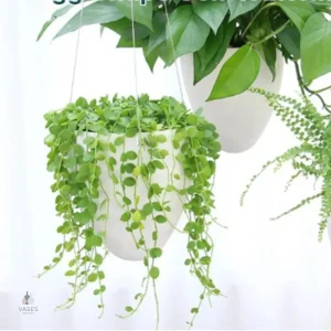 Pot de fleur suspendu décoratif pour la cuisine
